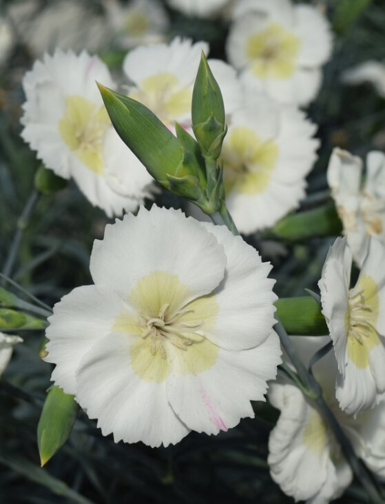 Dianthus Key Lime Pie QT