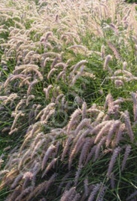Pennisetum Karley Rose 1 gal