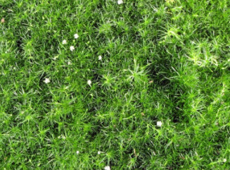 Irish Moss 4"
