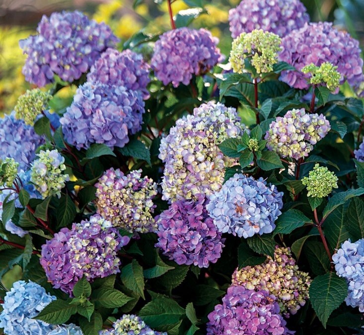 Hydrangea Bloomstruck 5 gal