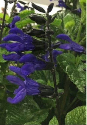 Salvia Black &amp; Blue 1 gal