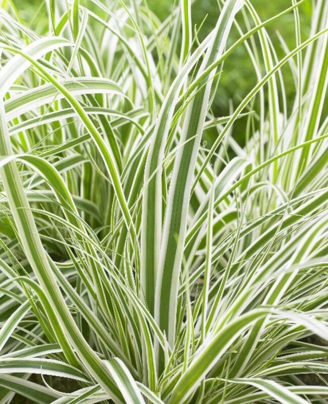 Carex Everest 1 gal