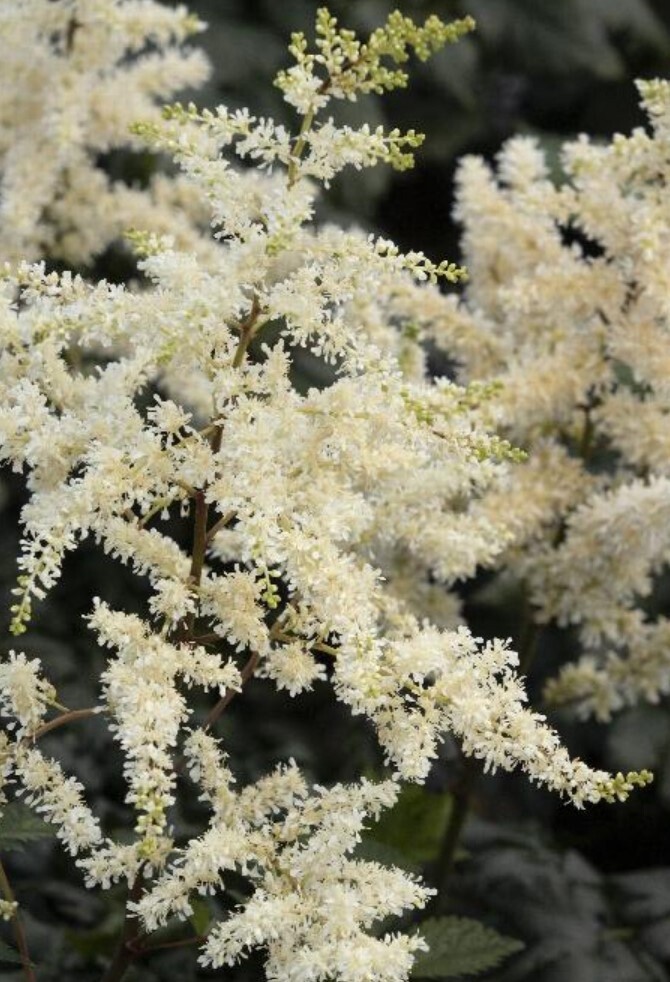 Astilbe Vision in White 1 gal