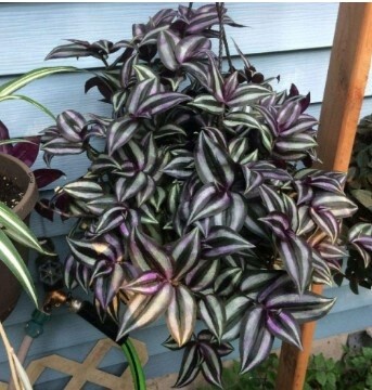 Zebrina HB