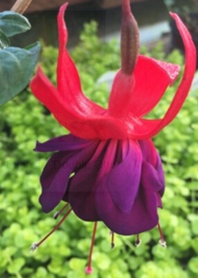 Fuchsia Double Otto 1 gal