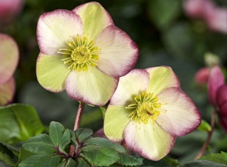 Hellebore Frosted Rose 1 gal