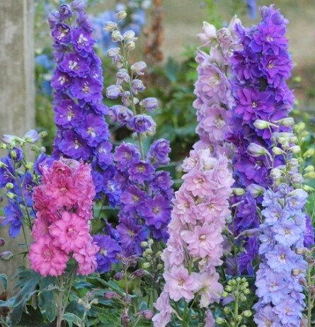 Delphinium Mini Stars QT