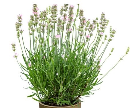 Lavender BeeZee Pink 4&quot; Rd