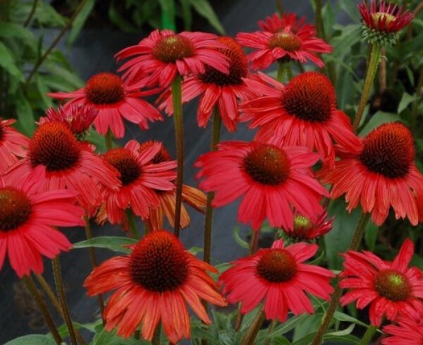 Echinacea Kismet Red 1 gal