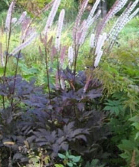 Actaea Hillside Beauty 1 gal