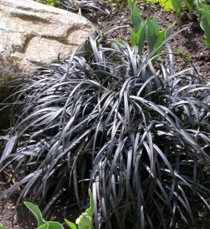 Black Mondo 1 gal