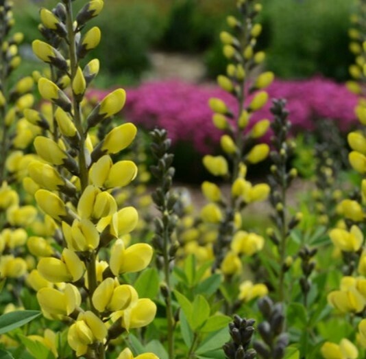 Baptisia Lemon Meringue 1 gal
