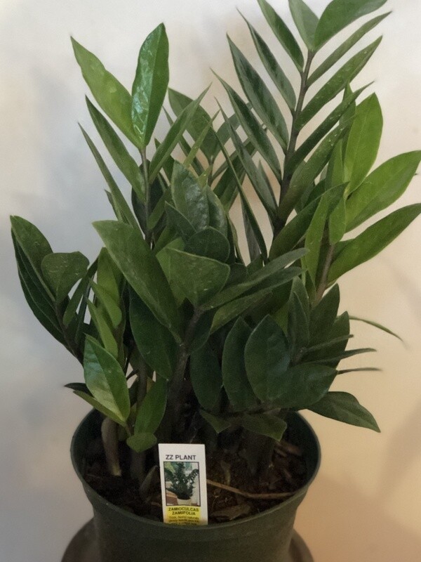 Zamioculcas ZZ 4&quot;/ Qt