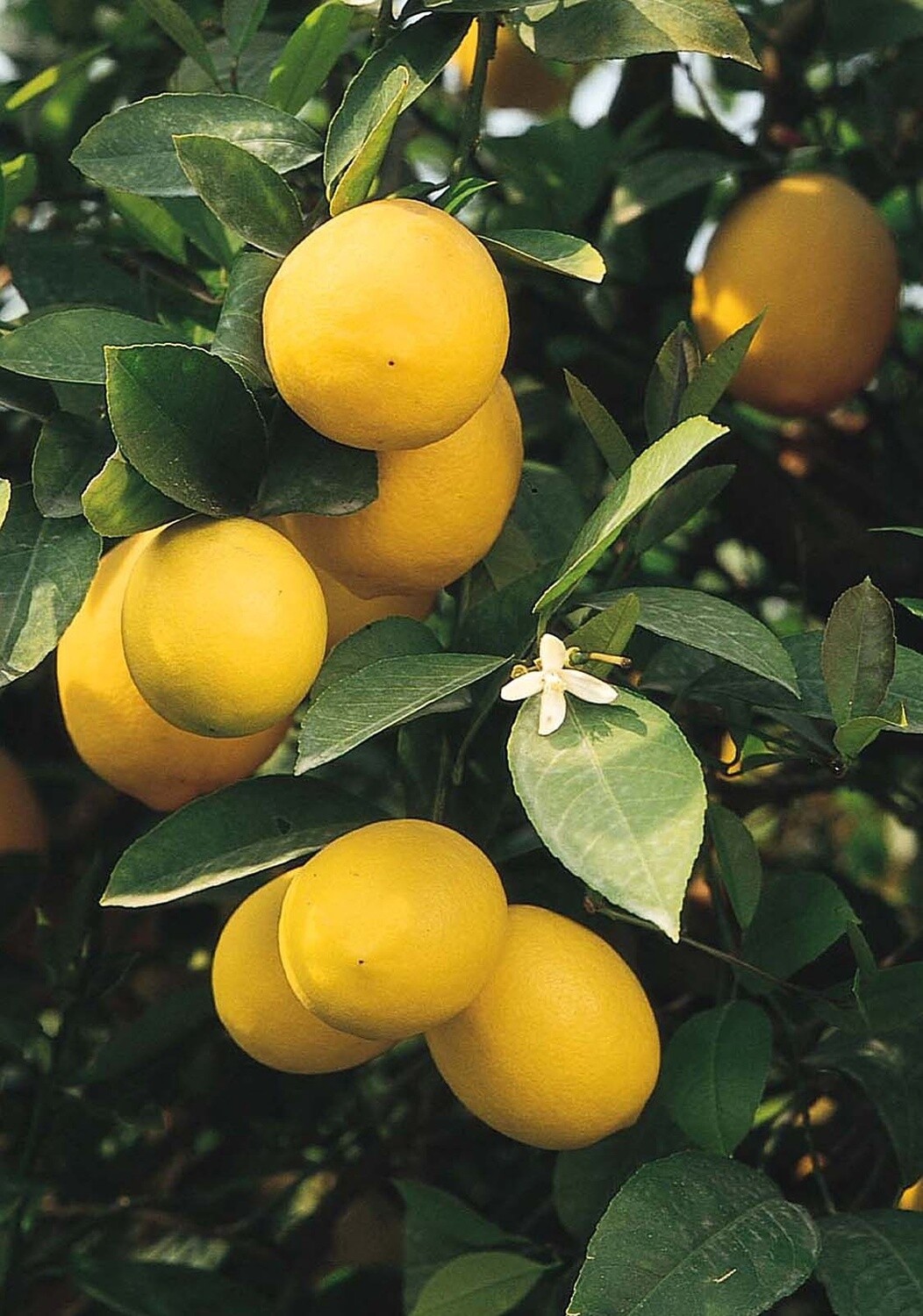 Citrus Meyer Lemon 1 gal
