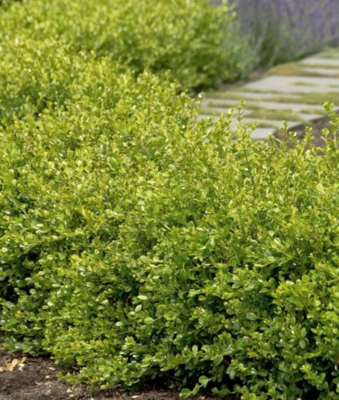 Boxwood Winter Gem 1 gal