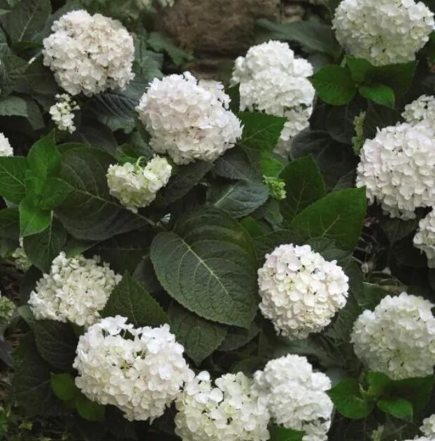 Hydrangea Blushing Bride 2 gal