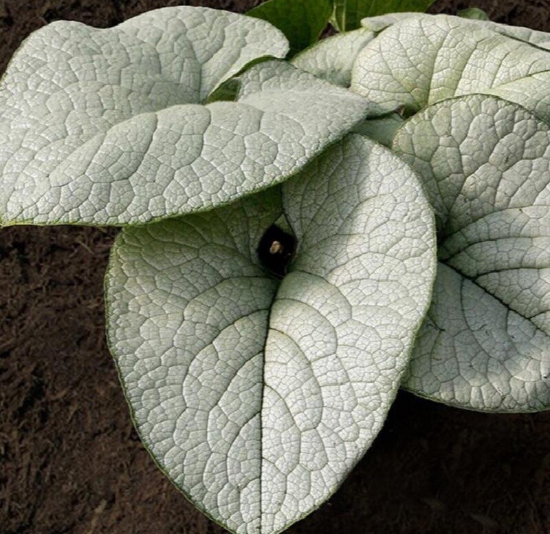 Brunnera Alexandria 1 gal