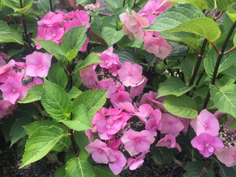 Hydrangea Zorro 3 gal