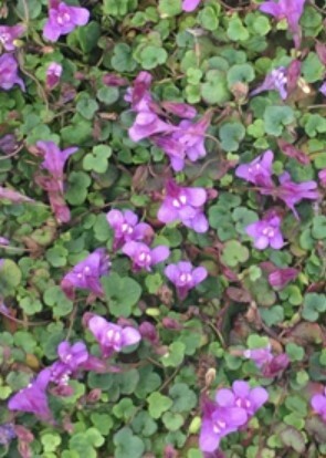 Kenilworth  dwf Ivy 4&quot;