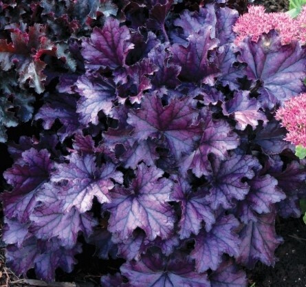 Heuchera Forever Purple 1 gal
