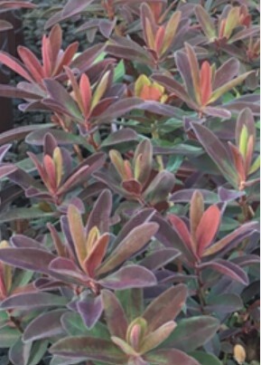 Euphorbia Bonfire 1 gal