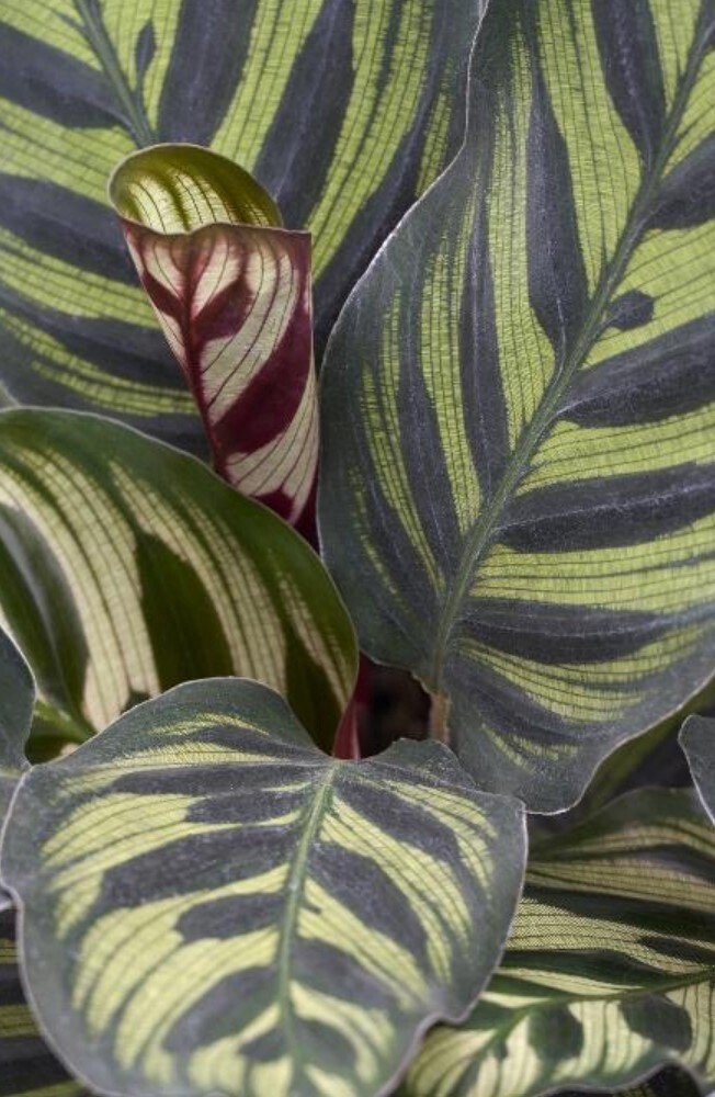 Calathea Peacock makoyana QT