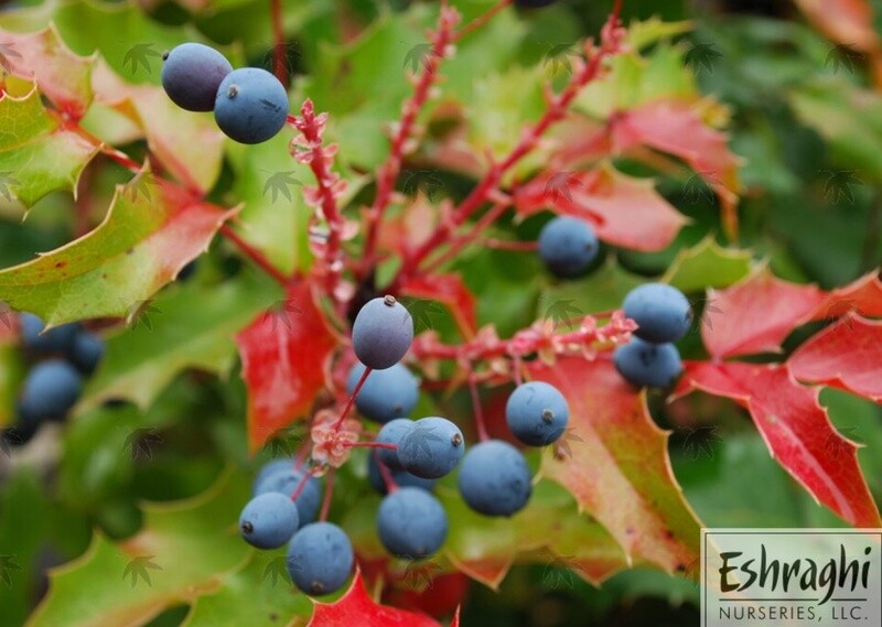 Mahonia Aquifolium 2 gal