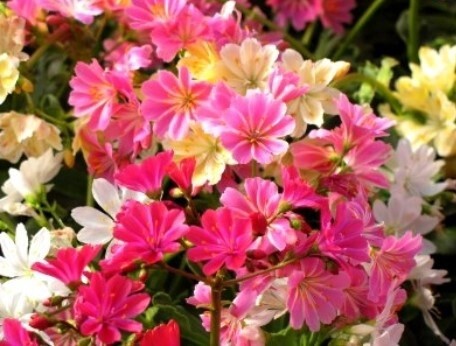 Lewisia 4"