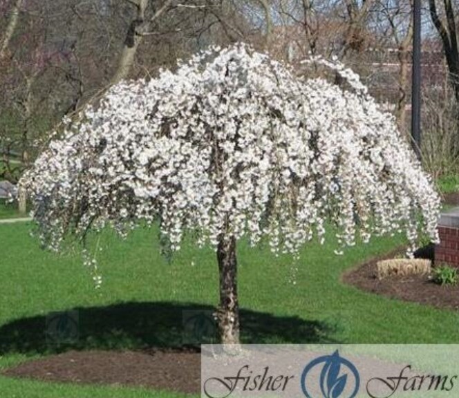 Snow Ftn Cherry Snofozam 10 gal