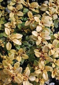 Thyme Archers gold 4&quot;
