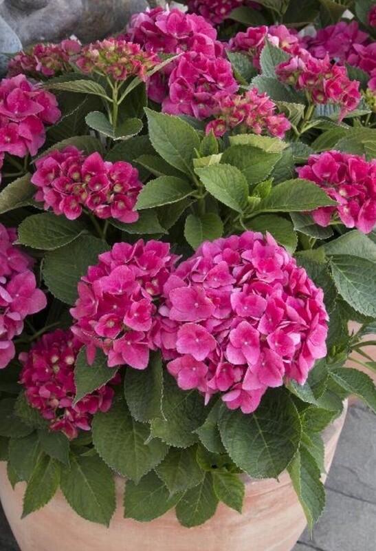 Hydrangea red&#39;n&#39;pretty 2 gal
