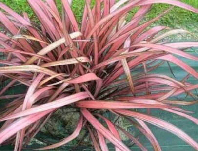Phormium Pink Panther 1 gal