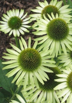 Echinacea Green Jewel 1 gal