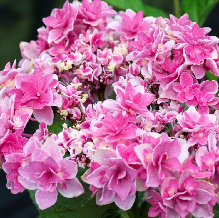 Hydrangea Tinkerbell 1 gal