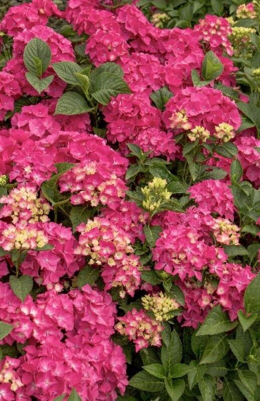 Hydrangea Pink Elf (pia)1 gal
