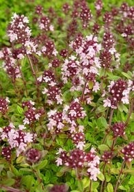 Thyme  Pink ripple 4&quot;