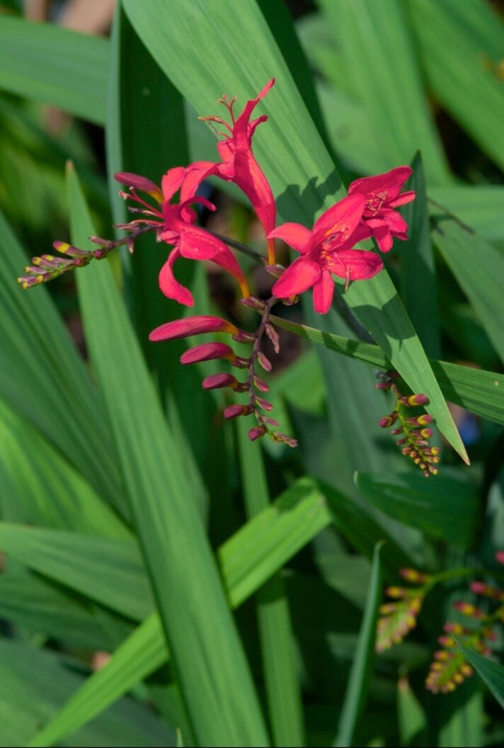 Crocosmia Sharona 1 gal