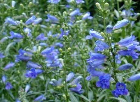 Penstemon Electric Blue QT