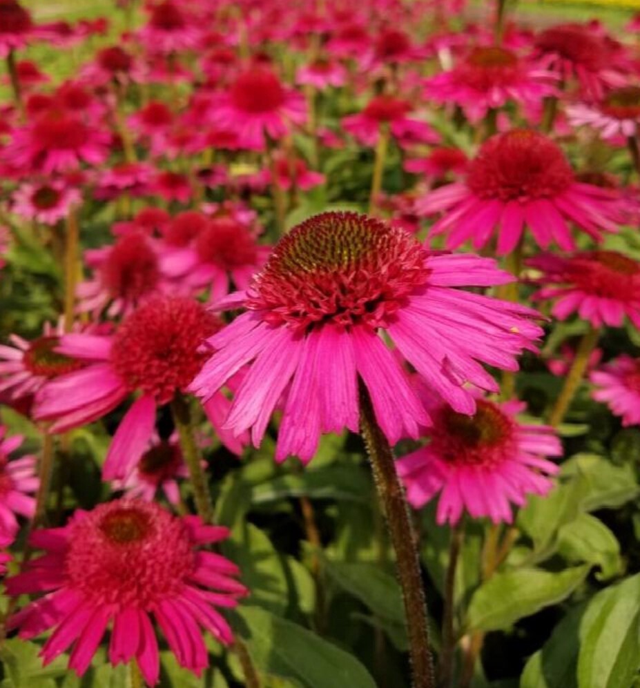 Echinacea Delicious Candy 1 gal