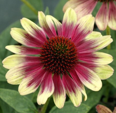 Echinacea Sweet Sandia 1 gal
