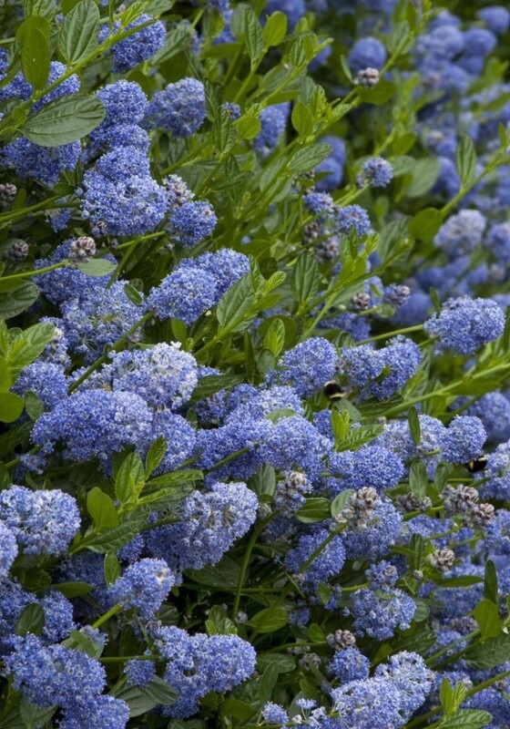Ceanothus Victoria 5 gal
