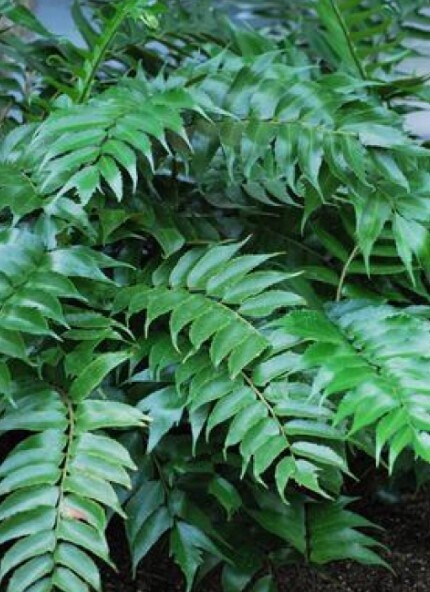 Holly fern 1 gal