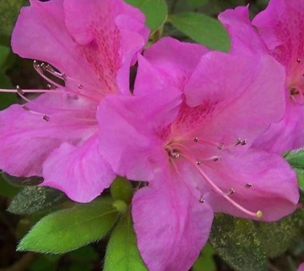Azalea Autumn Amethyst 1 Gal