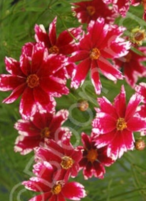 Coreopsis Ruby Frost 1 gal