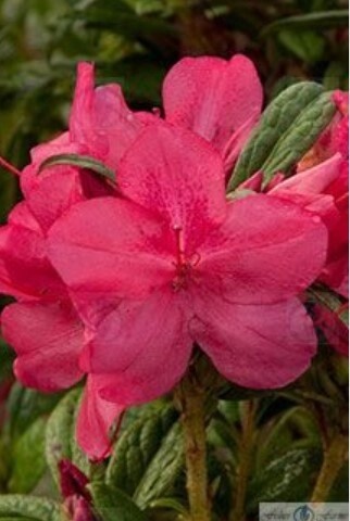 Azalea Autumn Jewel 1gal