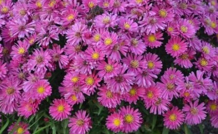 Aster Kickin Carmine Red 1 gal