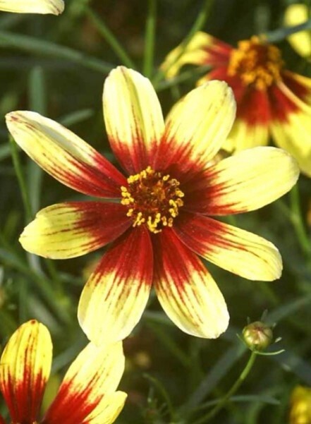 Coreopsis Bengal tiger 1 gal