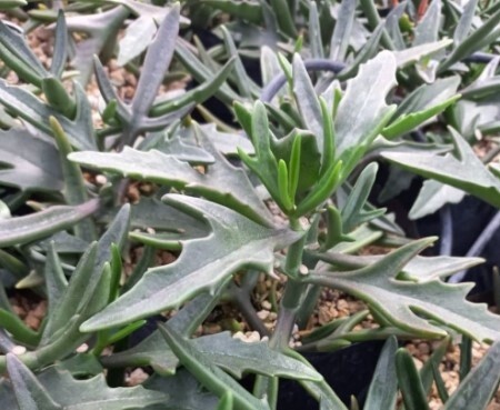 Kalanchoe Leaping Dolphins 4&quot;