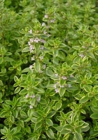 Thyme Gold Lemon 4