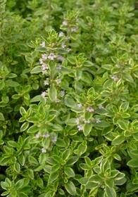 Thyme Gold Lemon 4&quot;
